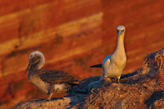 Guano birds nesting and feeding chicks on a rocky islet at sunset