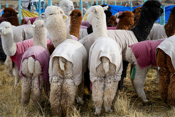 Group of freshly shorn alpacas wearing colorful coats seen from behind in a rural pen © WILL PHOTOGRAPHY