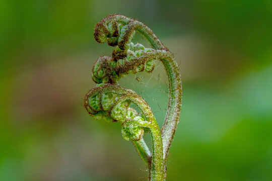 Bracken Fern fiddlehead (Pteridium aquilinum) in Ponderosa State Park, Idaho