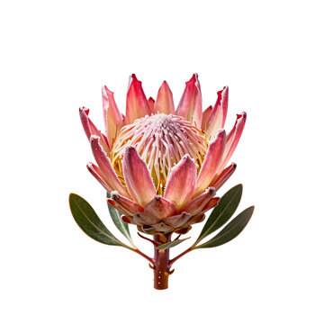 Beautiful king protea flower stands out with its unique structure and vibrant colors