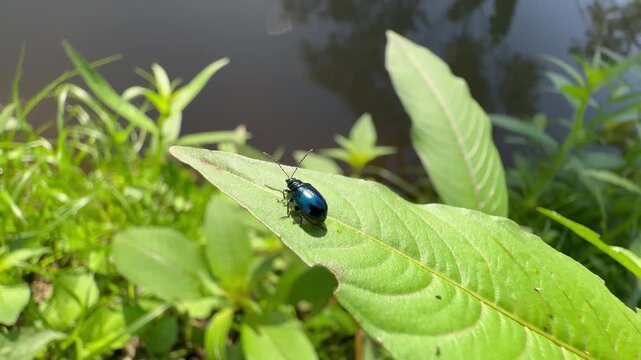 Vibrant Metallic Blue Beetle Perched on Wild Green Foliage, A close-up view of a stunning metallic blue leaf beetle sitting perfectly still on a lush green leaf over a calm body of water.