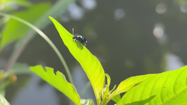 Shiny Blue Leaf Beetle Clinging to a Green Plant with Bokeh Background, Macro video frame of a vibrant blue metallic beetle walking on the edge of a bright green leaf, featuring a beautiful blurred ba