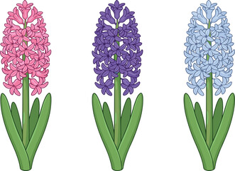 Fototapeta premium Blooming Hyacinth Flower Vector Icon Set with Pink Purple and Blue Pastel Blossoms and Green Leaves for Spring Season Botanical Graphic Designs