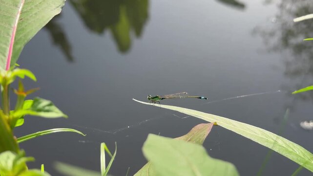Delicate Damselfly Resting on a Leaf Over Calm Water, A slender, delicate green and blue damselfly perching perfectly still on a long thin green leaf directly above the surface of a calm, dark pond.