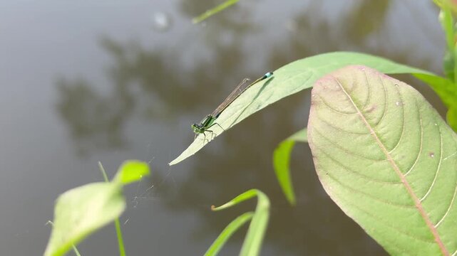 Green Damselfly Resting on Leaf Over Calm Water, A delicate green and blue damselfly perches quietly on a long green leaf suspended over a calm, smooth pond.