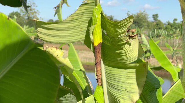 Rolled Banana Leaf Showing Insect Pest Damage, Close-up of a tightly rolled green banana leaf, indicating the presence of a banana skipper caterpillar or similar agricultural pest in a tropical farm