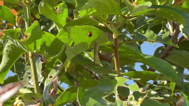 Small Insect on Heavily Damaged Green Plant Leaves, A small brown insect or pupa attached to a vibrant green leaf that has been heavily damaged and eaten by pests, set against a clear blue sky.