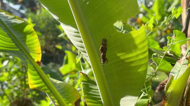 Brown Cocoon Attached to a Damaged Banana Leaf, A brown insect cocoon or bagworm casing hanging from the underside of a bright green banana leaf that shows visible signs of pest damage.