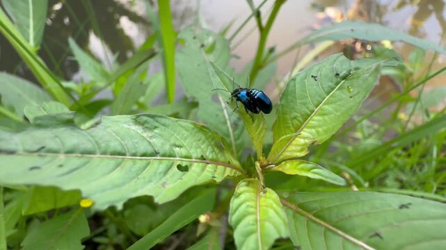 Close Up of Blue Leaf Beetles Mating Over a River, A detailed macro video frame capturing two shiny metallic blue leaf beetles mating on a textured green plant leaf near a natural river.