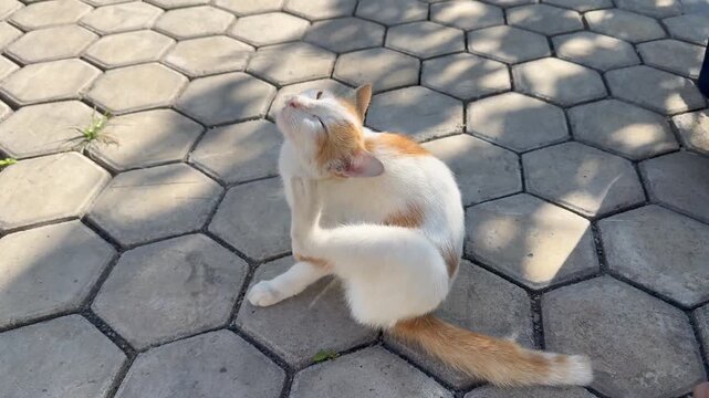 Cat Scratching Its Neck on Hexagonal Paving Stones, An orange and white cat sits outdoors in dappled sunlight on hexagonal paving blocks, vigorously scratching its neck with its hind leg.