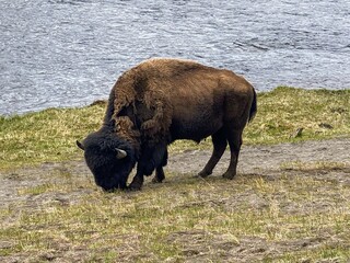 Bull Bison - Yellowstone © Justin