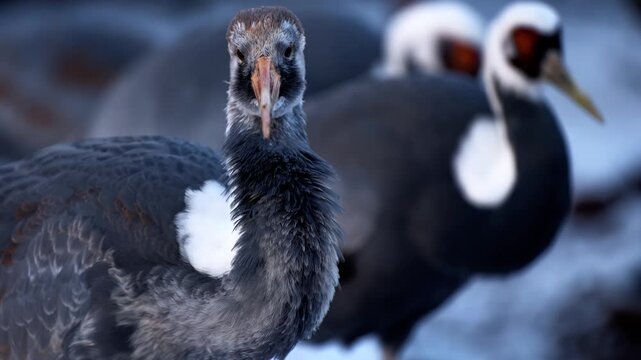White naped crane juvenile close up shot showing dark feathers and