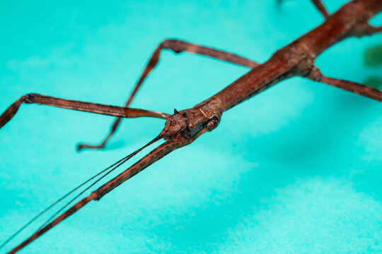 Japanese Stick Insect Head and Long Antennae Macro Photography