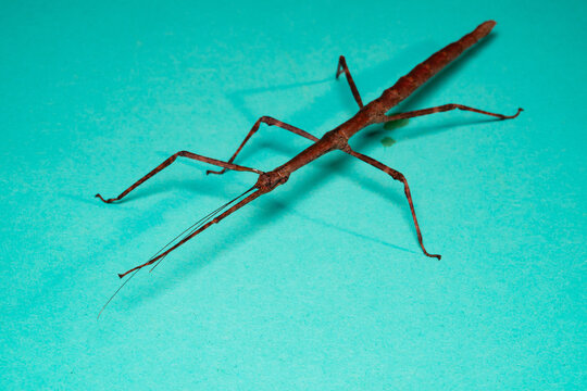 Japanese Stick Insect Full Body on Turquoise Background Macro Photography