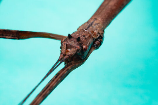 Japanese Stick Insect Face Close-up Macro Photography