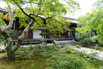 Fototapeta premium japan kyoto Arashiyama summer green 