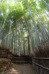 Fototapeta premium japan kyoto Arashiyama summer green 