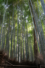 Fototapeta premium japan kyoto Arashiyama summer green 