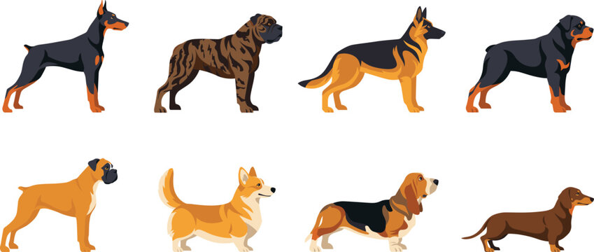 Popular Purebred Dog Breeds Collection Set Featuring Doberman, Cane Corso, German Shepherd, Rottweiler, Boxer, Corgi, Basset Hound, and Dachshund in Profile