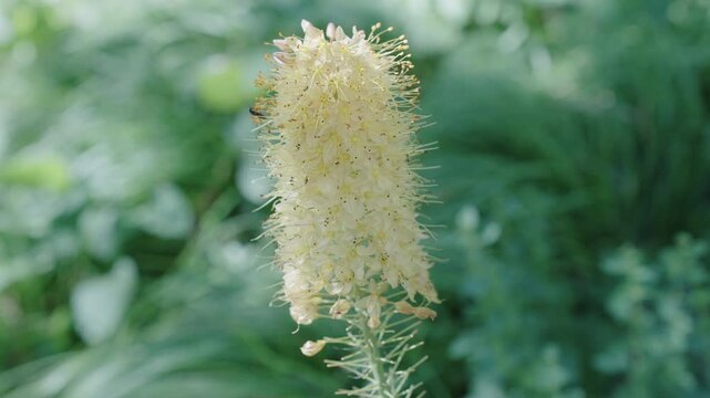 Natural flower plant. Flora nature. Bright blooming desert candles flower in nature. Foxtail lilies in bloom. Eremurus flower. Flowering nature closeup. Macro of flowering Eremurus exotic flower