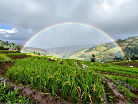 Double Rainbow Over Tegalalang Rice Terraces After Rain Ubud