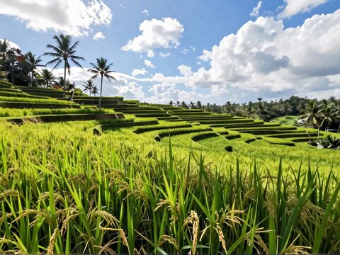 Waving Rice Paddies at Tegalalang Terraces Breeze Ubud