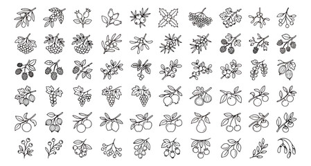 Hand drawn berry icons set, botanical fruit line art collection, 60 organic berry vector sketches © usmi