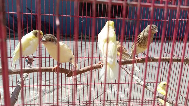 canary breeding in cages
