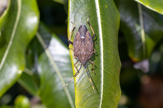 Brown Shield Bug on Green Leaf