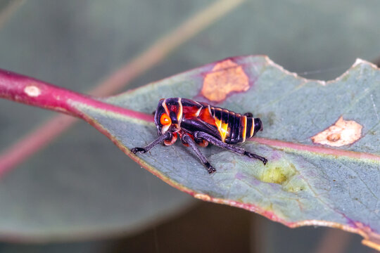 Colourful Gumtree Hopper Nymph on Eucalyptus Leaf