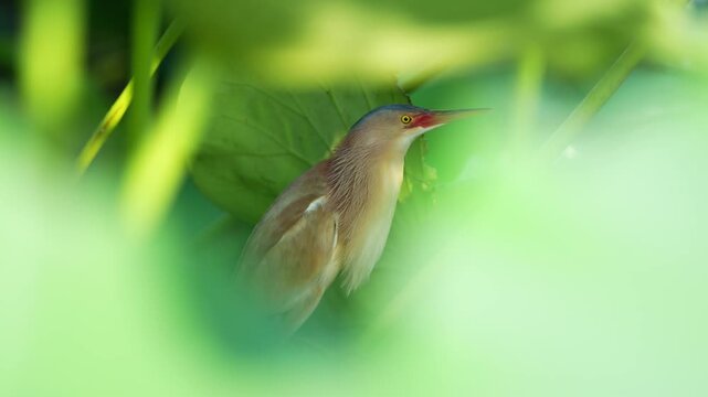 Wild yellow bittern bird hiding among vibrant green lotus leaves, stealthy heron stalking prey in wetland habitat with cinematic foreground blur