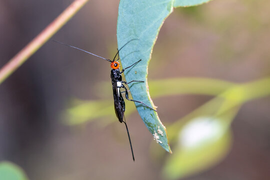 Braconid Wasp Hanging Beneath Eucalyptus Leaf
