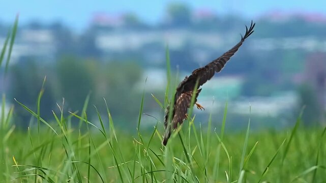Majestic brown bird of prey flying low over a vibrant green grassy field, wild raptor swooping down to hunt with a blurred landscape background