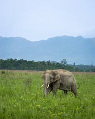 Fototapeta premium Indian elephants in Assam roaming in Manas and Kaziranga national parks, India