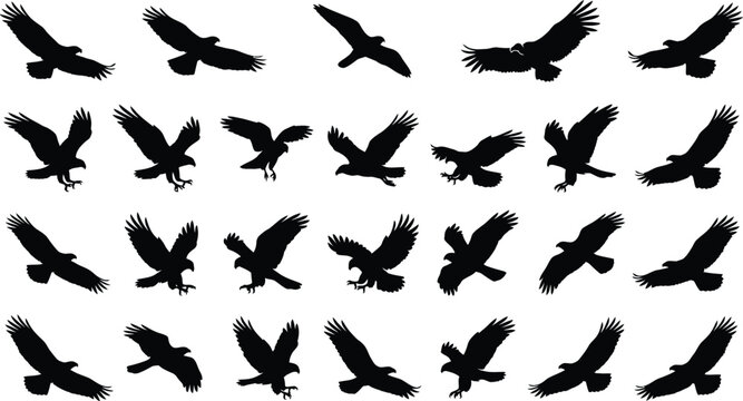 Eagle and hawk flying silhouette collection with birds of prey in flight isolated on white background for vector design