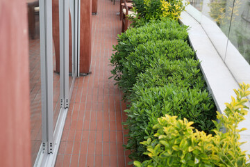 Obraz premium Green plants line a walkway near glass doors