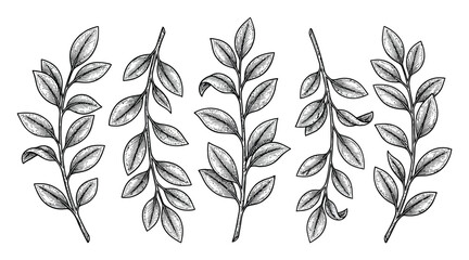 Fototapeta premium 装飾的な葉付き植物の枝5本の手描きセット