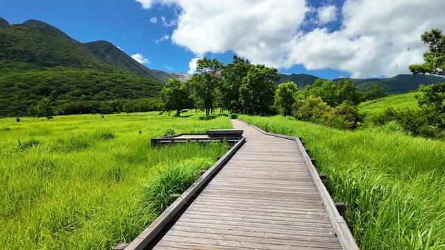 夏のタデ原湿原