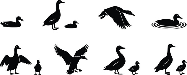 Collection of black duck and goose silhouettes in various poses and activities © MDSHAHIN