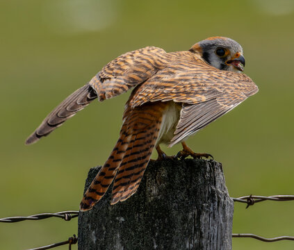 American kestrel