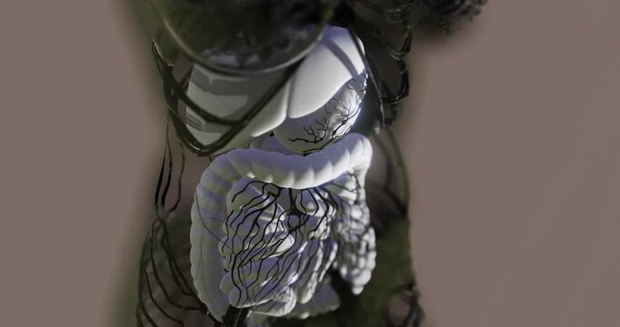 Human Digestive System Anatomy With Highlighted Internal Organs 4K