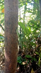 Fototapeta premium Tree Bark Texture Detail with Lichen on a Tropical Forest Stem in Natural Sunlight