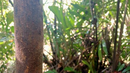 Fototapeta premium Tree Bark Texture Detail in a Lush Tropical Forest with Natural Soft Sunlight