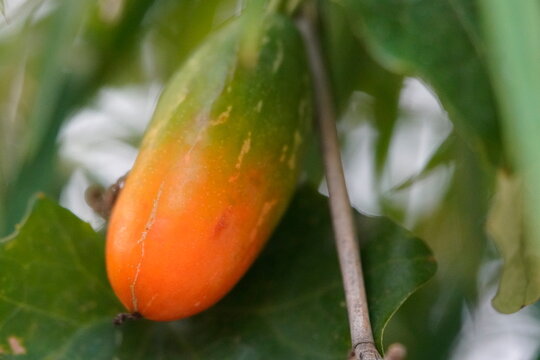 Fresh ivy gourd vine with white flowers and ripe red fruits growing on green foliage, ideal for Asian cuisine, agriculture, and botany design backgrounds.