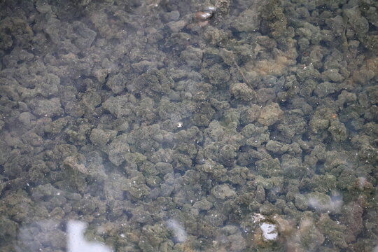 Green moss growing underwater viewed through transparent clear water