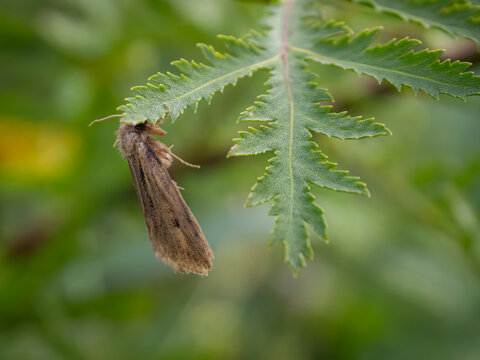 A small brown moth resting upside down on a serrated green plant leaf in a natural outdoor macro shot