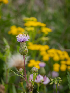 A single blooming purple thistle flower stands out against a blurry background of yellow wildflowers in a meadow