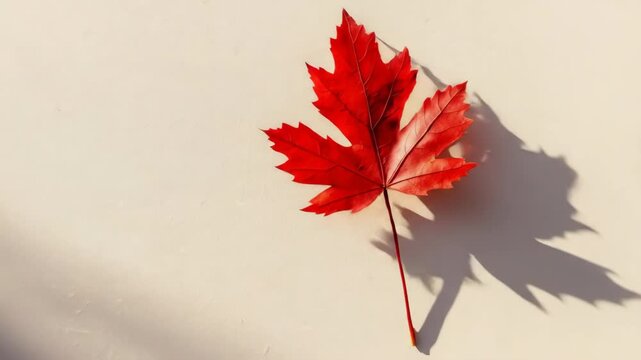 Vibrant red maple leaf on a light background with a distinct shadow, symbolizing autumn.
