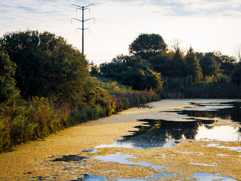 A calm pond covered in golden duckweed beside lush green trees and a utility power line under a soft sunset sky