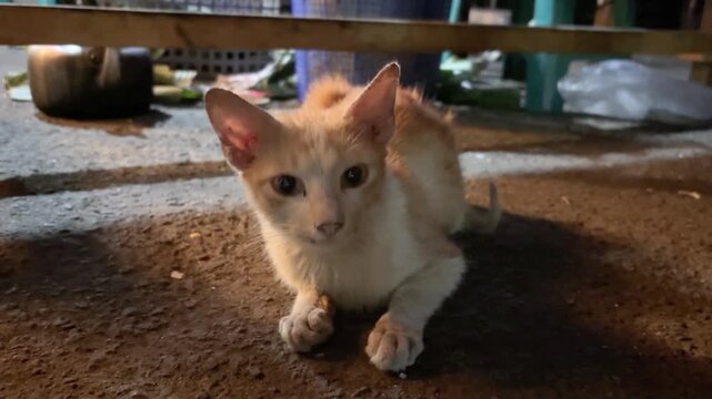 The kitten is sitting with its head down at night